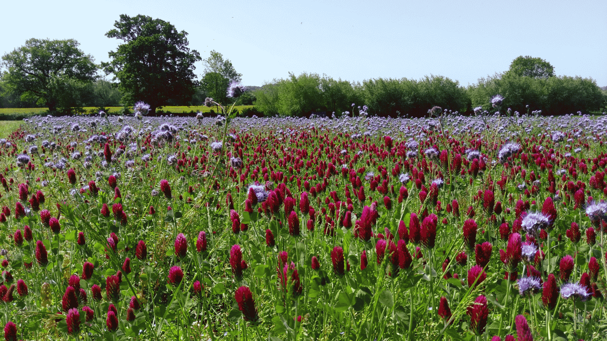 Agroforestry in general