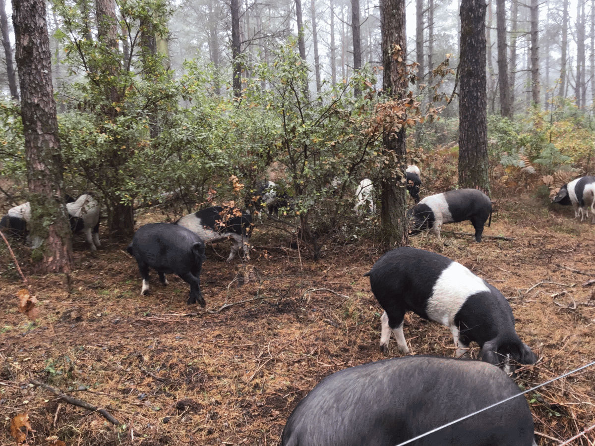 Forest grazing