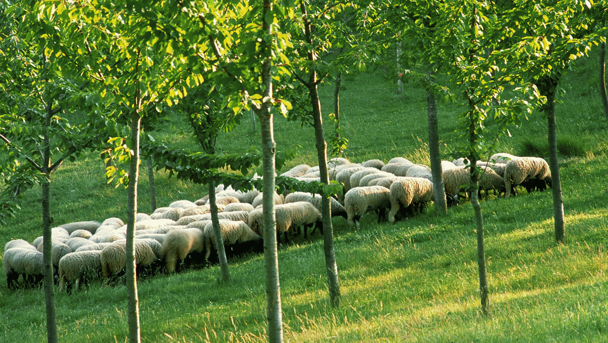 Grazed orchards