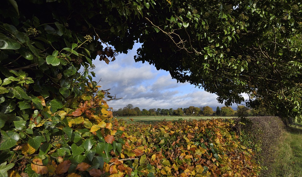 Hedgerows, bocage