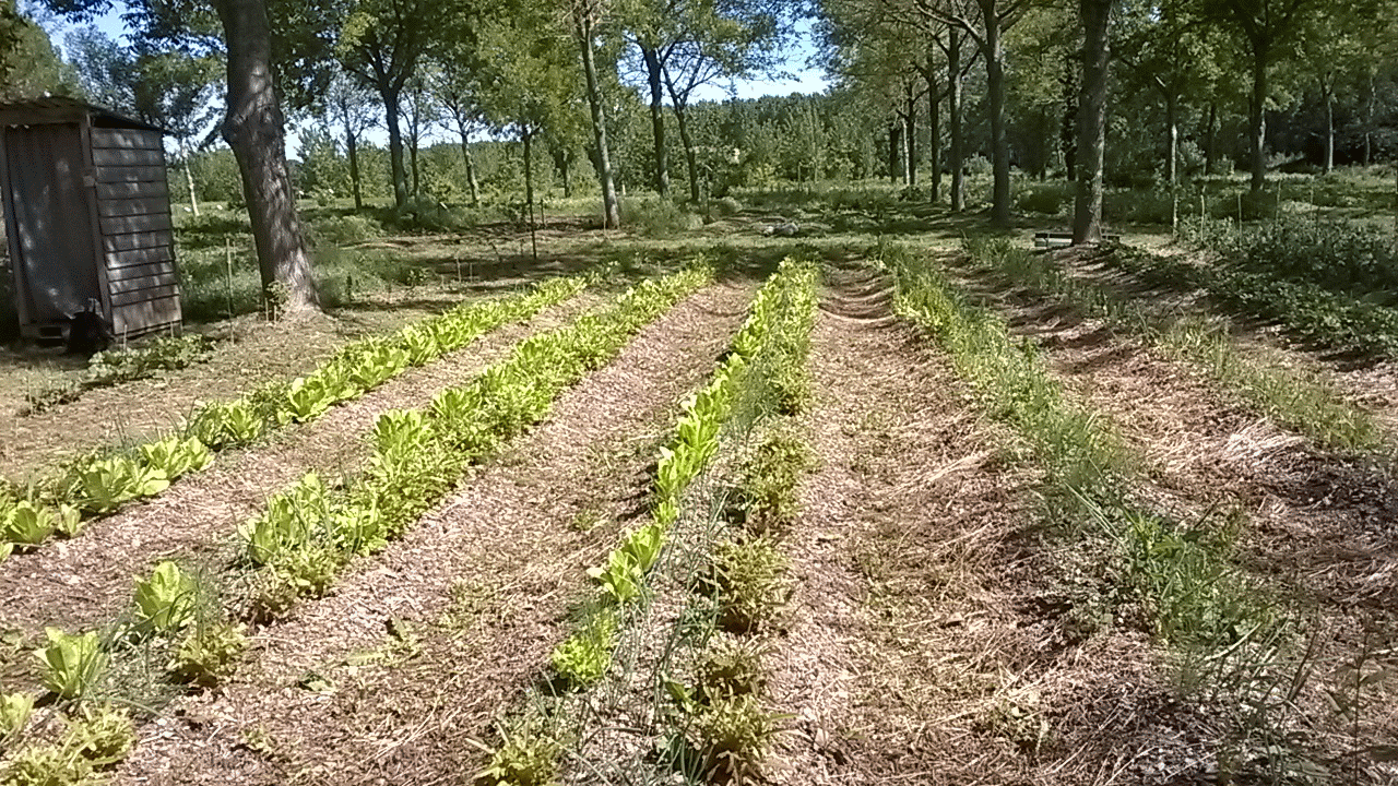 Homegardens, kitchen gardens