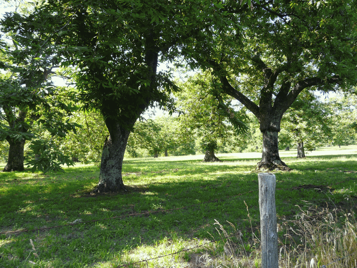 Multipurpose trees