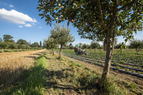 Photo by: Gabriela Brändle, Agroscope