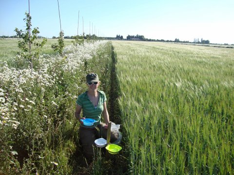 Alexa Varah and pan traps at Whitehall Farm, Cambridgeshire