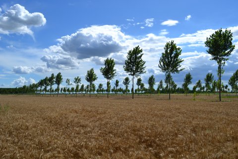 A new silvoarable site with hybrid poplars and peduncolate oak (not yet fully visible along tree line) for timber production, in Masi, Italy.