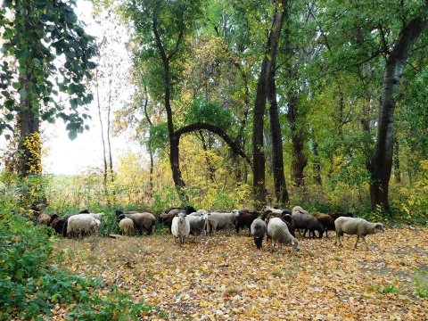 grazing local and traditional knowledge Hungary | EURAF