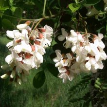 Robinia - "Tree of the Year 2020" - may no longer be planted in Germany - one of the agroforestry tree species that would have had a bright future in the climate crisis.