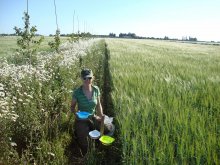 Alexa Varah and pan traps at Whitehall Farm, Cambridgeshire