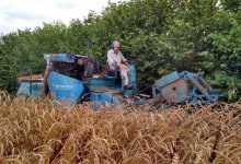 Martin in his element on the plot combine at Wakelyns
