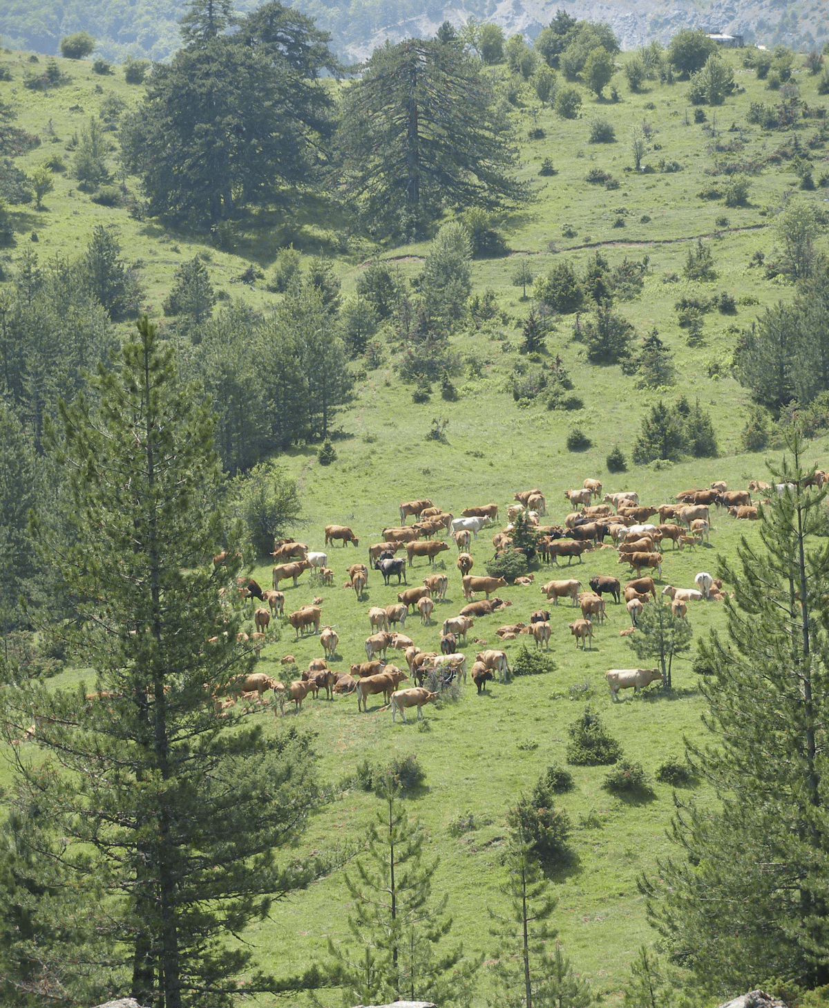 Wood pastures